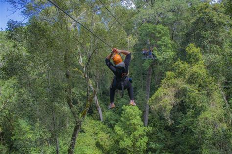 Tsitsikamma Canopy Tour: Một Cuộc Phiêu Lưu Thú Vị Giữa Các Cành Cây Xanh Mướt!